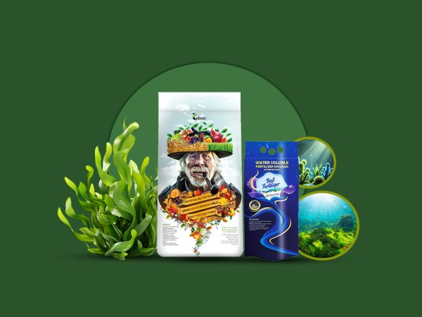 جلبک دریایی